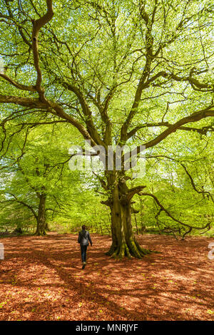 Femme marche dans une ancienne forêt de hêtre, avec feuillage de printemps. Banque D'Images