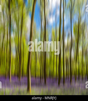 Bois Bluebell Banque D'Images