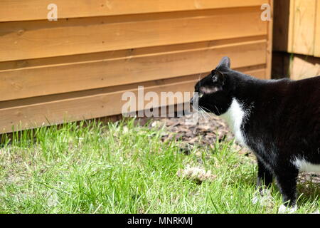 Chat debout à côté d'une cabane dans le jardin Banque D'Images