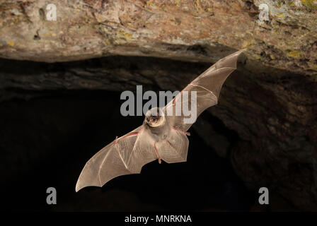 Bat-bent Miniopterus schreibersii commun, volant dans une grotte Banque D'Images