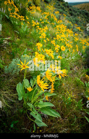 Fleurs sauvages dans la nature durrine le printemps Banque D'Images