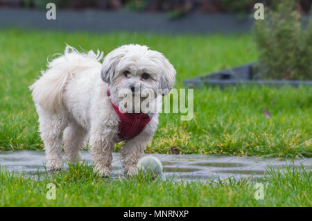 Heureux chien maltais / shih tzu jouer fetch avec balle de tennis Banque D'Images