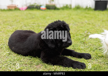 Chiot de race Terre-Neuve noir portant sur l'herbe Banque D'Images