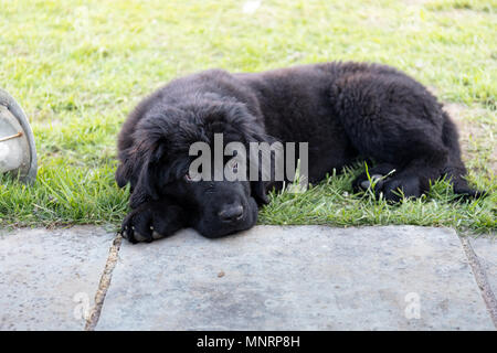 Chiot de race Terre-Neuve noir portant sur l'herbe Banque D'Images
