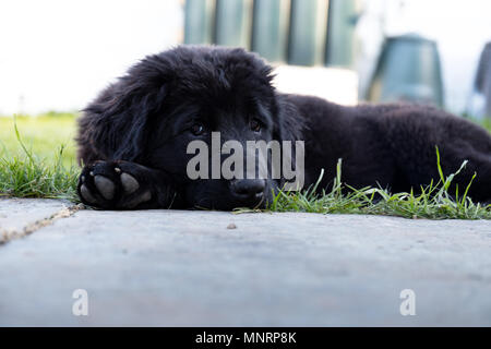 Chiot de race Terre-Neuve noir portant sur l'herbe Banque D'Images
