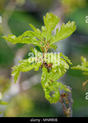 Chêne pédonculé Quercus robur - Anglais nouvelles feuilles avec chatons Banque D'Images