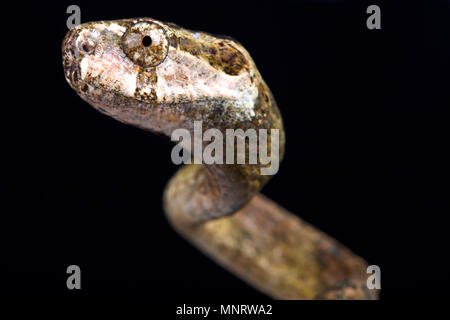 La limace (Aplopeltura Blunthead serpent boa) est une institution spécialisée de l'alimentation de l'escargot serpents trouvés en Asie du sud-est. Banque D'Images
