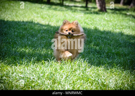 Spitz allemand jouant avec une branche en bois dans un parc Banque D'Images