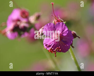 Close up of lovely pink Geranium macrorrhizum fleurs également connu sous le nom de rock gothique cranes bill, dans un parc naturel en plein air. Banque D'Images