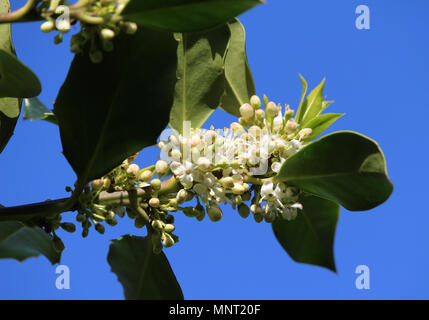 La belle fleur blanche d'un houx (Ilex aquifolium). Sur un fond de ciel bleu. Banque D'Images