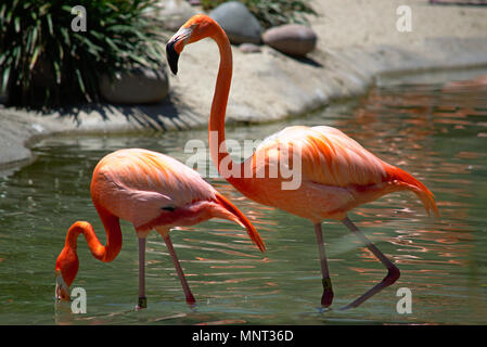 Flamingo au Zoo de San Diego Banque D'Images