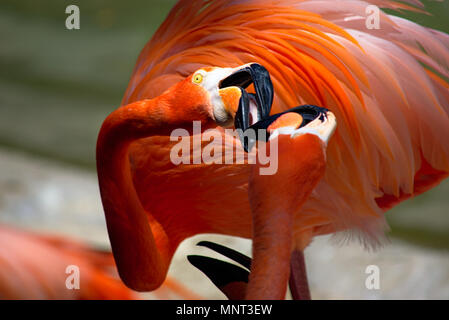 Deux Flamingos avec des beaks en contact au zoo de San Diego Banque D'Images