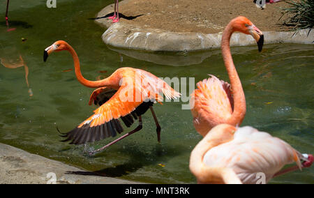 Flamingo au Zoo de San Diego Banque D'Images