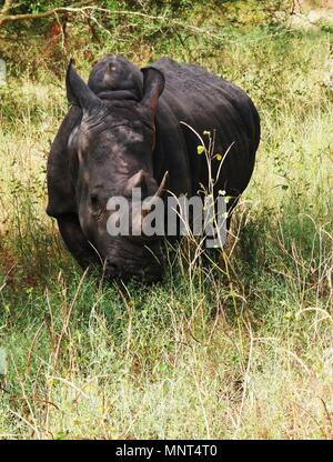 Portrait de rhinoceros dans la réserve de Bandia, Sénégal Banque D'Images