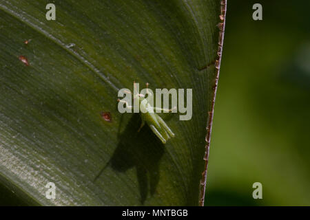 Bush vert Tettigonia viridissima cricket larve, se cacher dans la nature sur une grande feuille dans un jardin sur Chypre. Banque D'Images