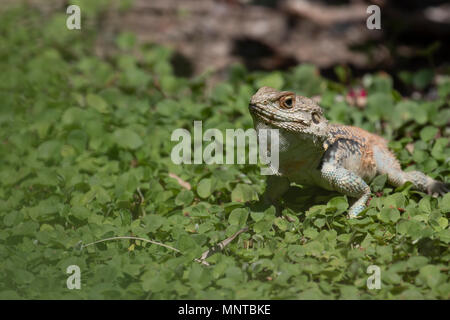 Agama stellio étoilé, Stellagama article alerte sur un mur de jardin à Chypre en mai Banque D'Images