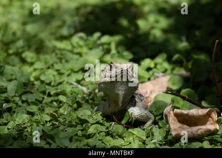 Agama stellio étoilé, Stellagama article alerte sur un mur de jardin à Chypre en mai Banque D'Images