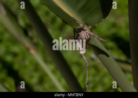 Grande Charte verte, Tettigonia viridissima cricket bush dans la nature se cachent sur une grande feuille dans un jardin sur Chypre. Banque D'Images