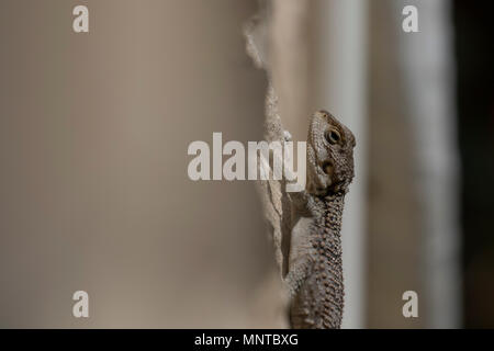 Agama stellio étoilé, Stellagama article alerte sur un mur de jardin à Chypre en mai Banque D'Images