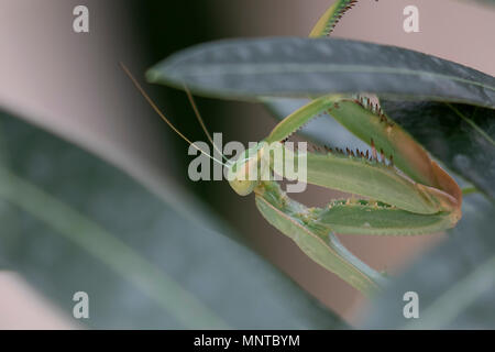 Giant African mantis, Sphodromantis viridis dans la nature entre un buisson dans un jardin à Chypre au cours du mois de mai. Banque D'Images