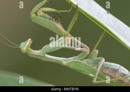 Giant African mantis, Sphodromantis viridis dans la nature entre un buisson dans un jardin à Chypre au cours du mois de mai. Banque D'Images