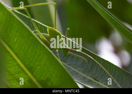 Bush dans le cricket dodus balades sauvages sur un buisson à Chypre au cours du mois de mai. Banque D'Images