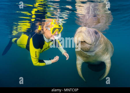 Floride, Trichechus manatus lamantin latirostris, veaux, jouant avec femme snorkeler, une sous-espèce de lamantin des Antilles, Trichechus manatus, Homosass Banque D'Images