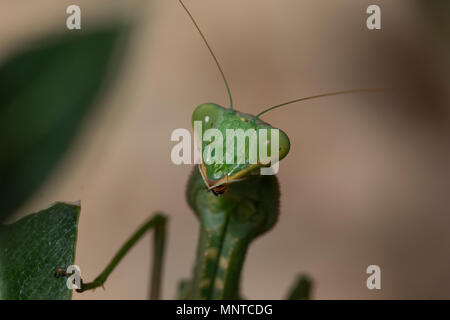 Giant African mantis, Sphodromantis viridis dans la nature entre un buisson dans un jardin à Chypre au cours du mois de mai. Banque D'Images