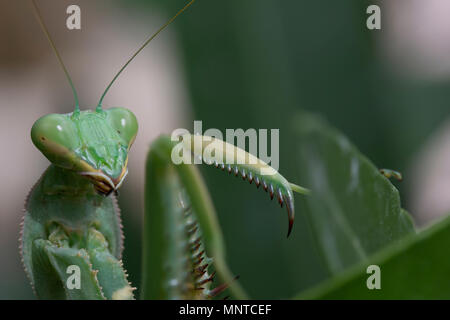 Giant African mantis, Sphodromantis viridis dans la nature entre un buisson dans un jardin à Chypre au cours du mois de mai. Banque D'Images