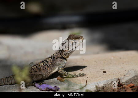 Agama stellio étoilé, Stellagama article alerte sur un mur de jardin à Chypre en mai Banque D'Images