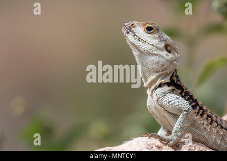 Agama stellio étoilé, Stellagama article alerte sur un mur de jardin à Chypre en mai Banque D'Images