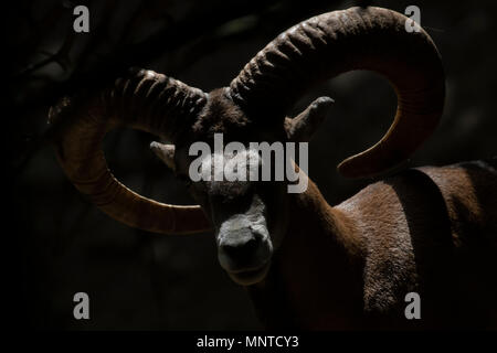 Chypre, le mouflon Ovis gmelini ophion, silhouette sur une pente dans les montagnes Troodos à Chypre. Banque D'Images