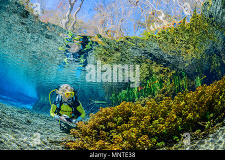 Femme de plongée sous marine, l'exploration de sources d'eau douce, Ginnie Springs, Springs, Floride, Etats-Unis, M. Banque D'Images