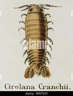 . Anglais : Détail de l'illustration d'Adam White's une histoire populaire de la Crustacea, Lovell Reeve, 1857 . 1857. Adam White (1817 - 1878) 1009 Blanc 1857 Plaque XIV Crustacea Cirolana cranchii Banque D'Images