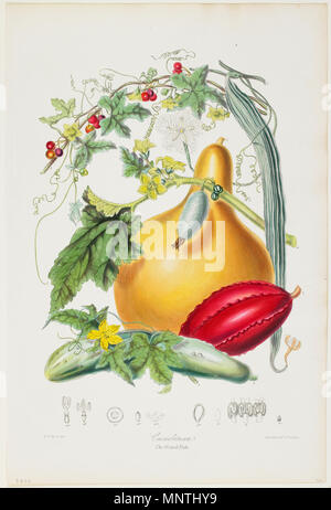 Elizabeth Twining, britannique, 1805 - 1889 ; cucurbitacées, la courge, la tribu des illustrations de l'ordre naturel des plantes ; 1849-1855 ; la main, lithographie ; 16 x 10 1/4 in. (40,64 x 26,04 cm) (image) ; Minneapolis Institute of Art, du Minnich Collection l'Ethel Morrison Van Derlip, 1966 Fonds P.18,661 Twining CucurbitaceaeTheGourdTribe P MIA18661 1209 Twining CucurbitaceaeTheGourdTribe P MIA18661 Banque D'Images