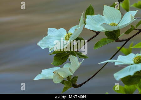 Pacific fleur de cornouiller (Cornus nuttallii) fleurissent le long de la rivière Merced au printemps, Yosemite National Park, California, United States. Banque D'Images