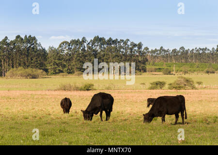 Vaches qui paissent dans la verte campagne Argentine Banque D'Images