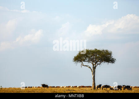 Gnous sous acacia dans le Masai Mara au Kenya Banque D'Images