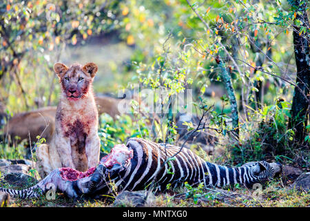 Jeune lion cub se nourrissant de zèbre dans le parc de Masai Mara au Kenya Banque D'Images