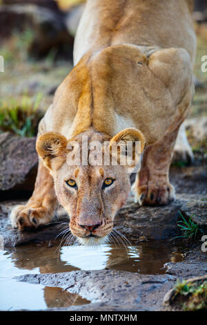 Close up de lionne après l'alimentation en eau potable Banque D'Images