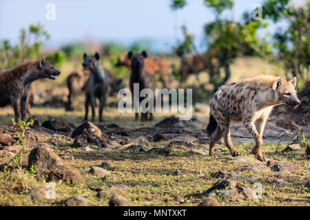 Hyènes au parc safari au Kenya Banque D'Images