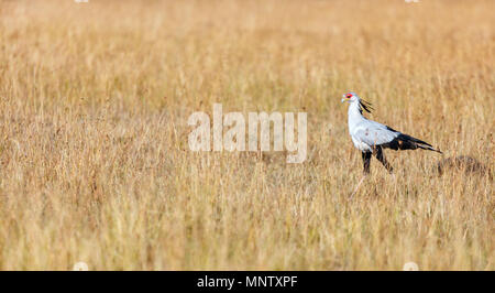 La chasse aux oiseaux secrétaire dans la savane dans la réserve de Masai Mara au Kenya Banque D'Images