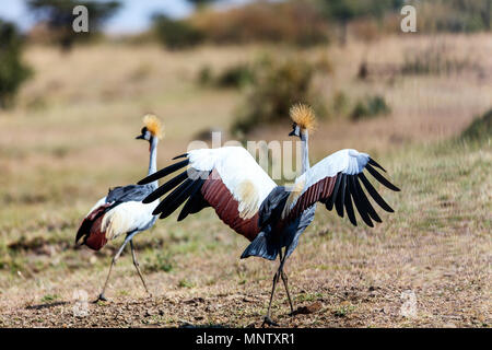 Deux grues couronnées dans la réserve de Masai Mara au Kenya Banque D'Images