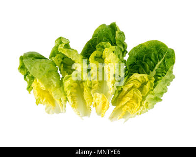 Petit bijou bébé salade de laitue feuilles isolées sur fond blanc Banque D'Images