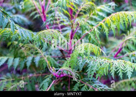 Arbre généalogique ou sumac Rhus typhina Banque D'Images