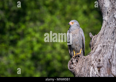 Harrier africains-hawk en Kruger National Park, Afrique du Sud ; Espèce Polyboroides typus Famille des Accipitridae Banque D'Images