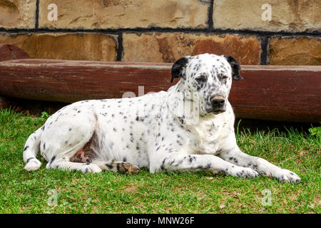 Chien dalmatien couché et de repos dans l'herbe sur une journée ensoleillée dans la cour. Portrait plein air de chien Dalmatien. Close-up. Banque D'Images
