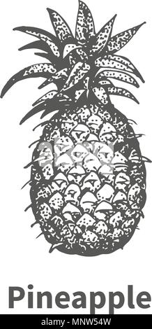 Vector illustration d'ananas à la main Illustration de Vecteur