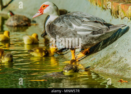 L'attaque d'une tortue bébé canard dans un jardin avec lac cane sur le côté Banque D'Images