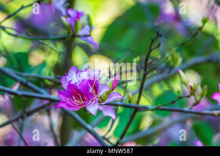 Belle fleur violet et blanc dans un jardin Banque D'Images